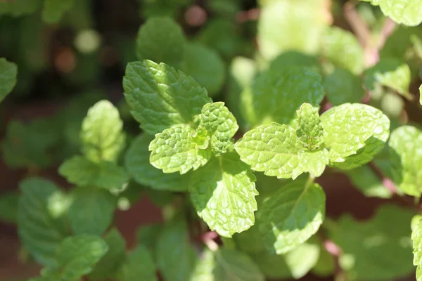 Fresh Leaves Peppermint Tree Herb Garden Soft Focus Picture — Stock Photo, Image