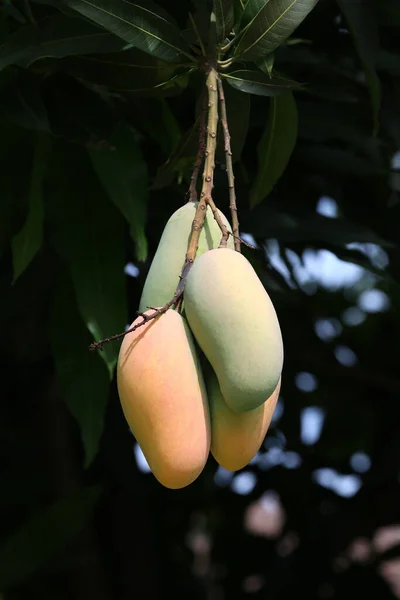 Meyve Bahçesindeki Ağaçta Mahachanok Mango Tayland Daki Meyve Bahçelerinde Olgunlaşmamış — Stok fotoğraf