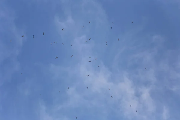 Stormi Uccelli Volanti Dalla Bocca Lontana Radunano Nel Cielo Alla — Foto Stock