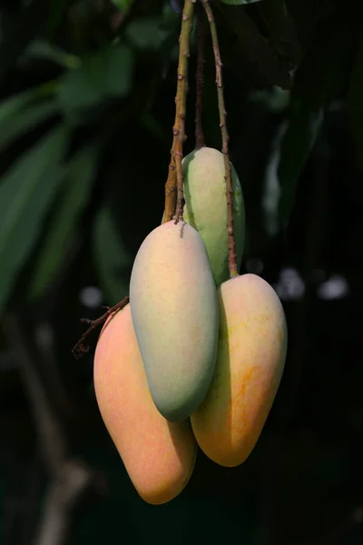 Mahachanok Mangue Sur Arbre Dans Verger Mangue Non Mûre Sur — Photo