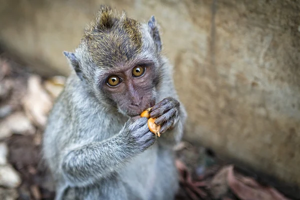 猴子和食品 — 图库照片