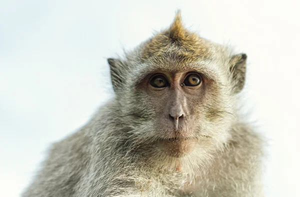 猴子的肖像 — 图库照片