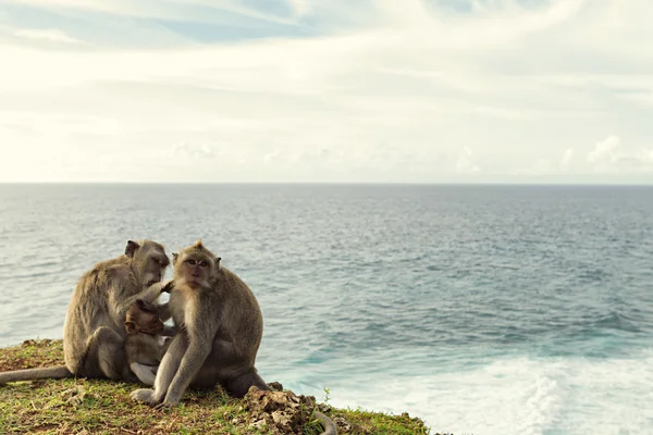 Macacos na rocha — Fotografia de Stock