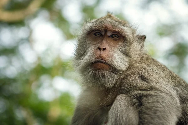 Małpa portret — Zdjęcie stockowe