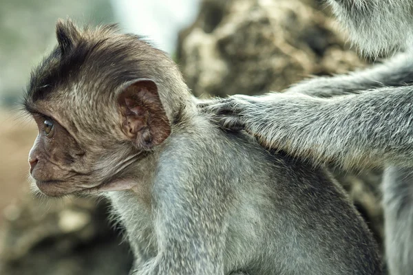 Retrato do macaco no Uluwatu — Fotografia de Stock