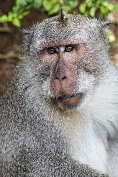 Portret małpy w mieście uluwatu — Zdjęcie stockowe