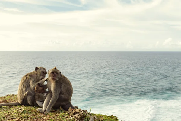 Mono en una roca sobre el océano —  Fotos de Stock