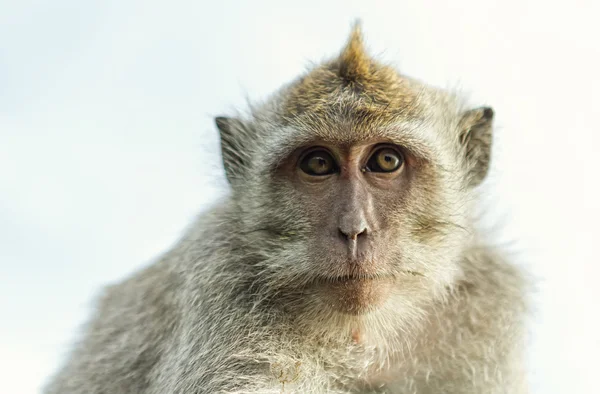 Uluwatu maymun portresi — Stok fotoğraf