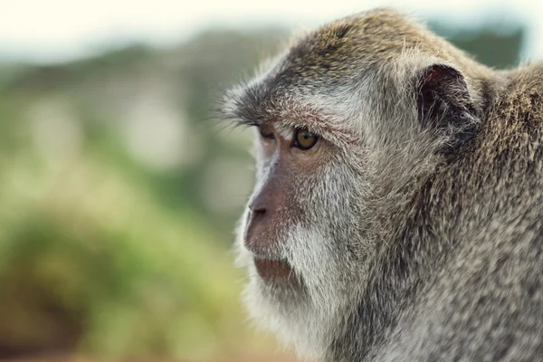 Portræt af aben i Uluwatu - Stock-foto