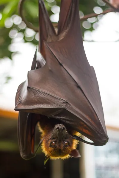 Amplexicaudatus opknoping ondersteboven en gesloten zijn vleugels — Stockfoto