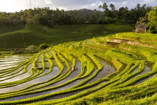Reisfelder, der Himmel mit Wolken und Wasserspiegelungen — Stockfoto