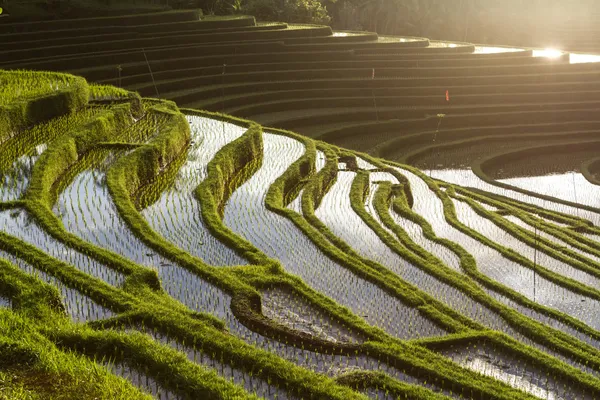 Rice fields, the sky with clouds and water reflections — Stock Photo, Image