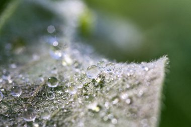 üzerindeki yaprak lifleri ile su damlaları