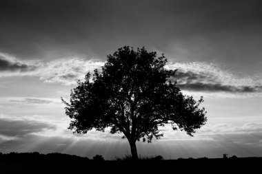 siyah beyaz ağaç