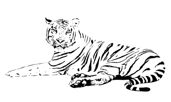 Silueta de un tigre — Vector de stock