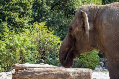 Hayvanat bahçesindeki fil