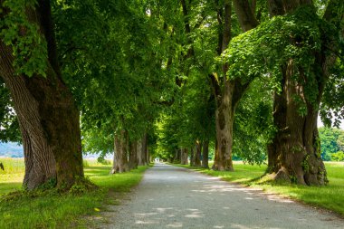 Ağaç çizgili köy yolu
