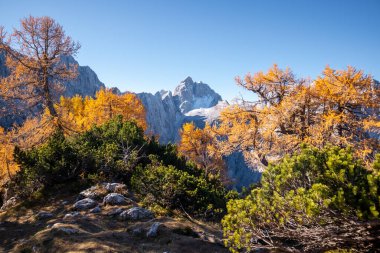 Dağlarda altın tarlalar