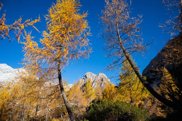 Золотые лиственницы в горах — стоковое фото