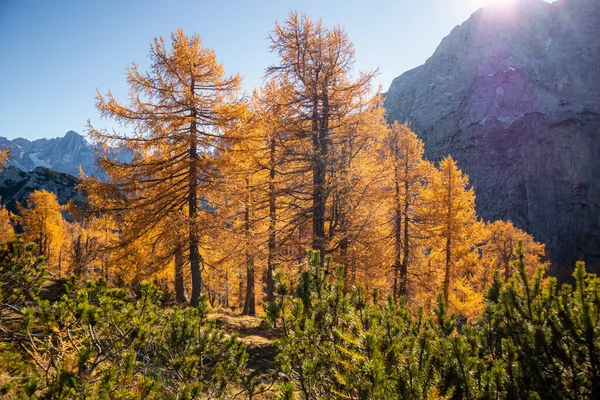 Золотые лиственницы в горах — стоковое фото