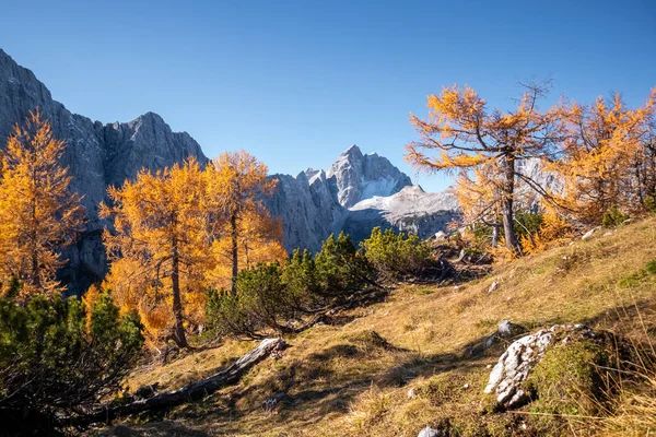 Dağlarda altın tarlalar