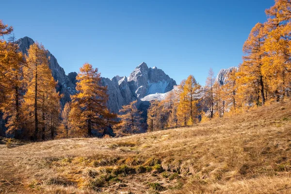 Mélèzes dorés en montagne — Photo