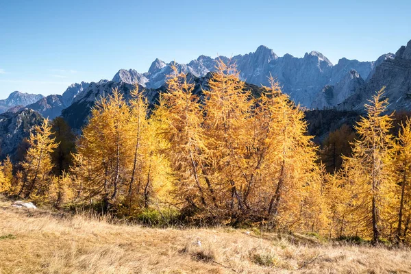 Goldene Lärchen in den Bergen — Stockfoto