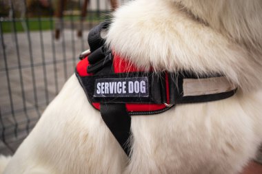 Çalışan hizmet köpeği