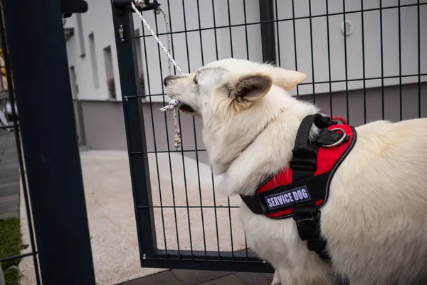 Working service dog