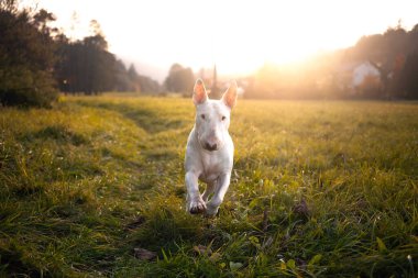 Beyaz boğa korkunç