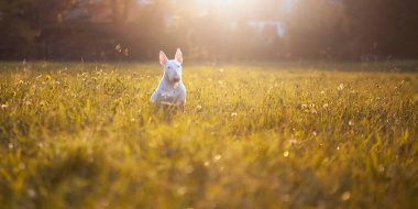 Beyaz boğa korkunç