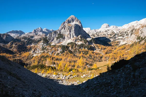 Goldene Lärchen in den Bergen — Stockfoto