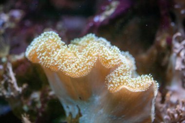 Hayvanat bahçesindeki vahşi hayvan