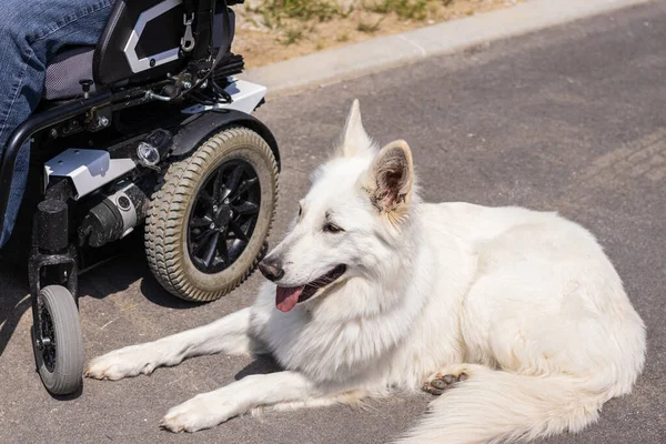 Man with disability and service dog — Stock Photo, Image