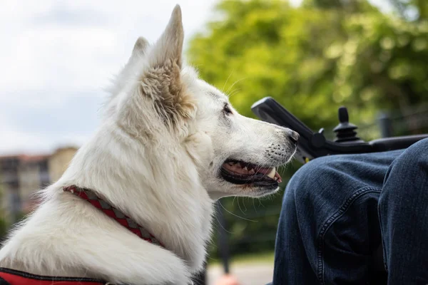 Muž se zdravotním postižením a servisní pes — Stock fotografie