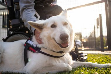 Özürlü ve hizmet köpeği olan bir adam.