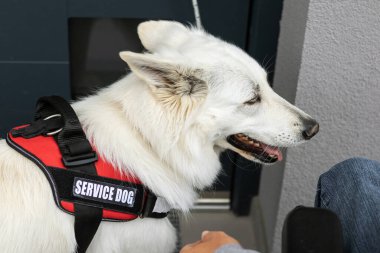 Servis köpeği ev kapısını kapatıyor.