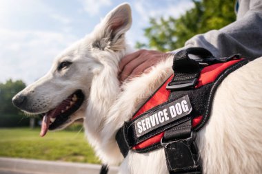 Özürlü ve hizmet köpeği olan bir adam.