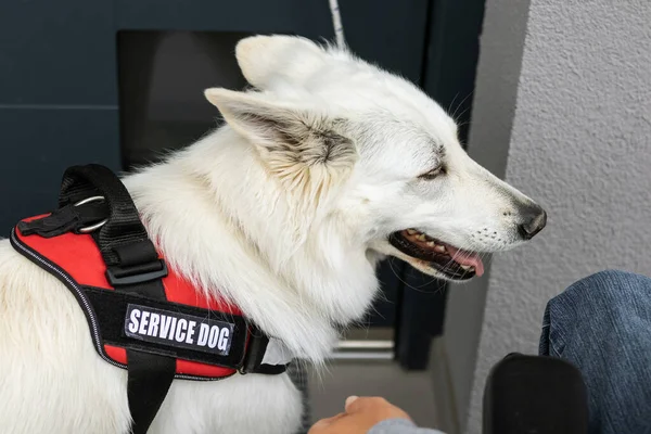 Perro de servicio cerrando una puerta principal — Foto de Stock