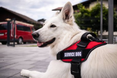Özürlü ve hizmet köpeği olan bir adam.