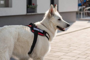 Özürlü ve hizmet köpeği olan bir adam.