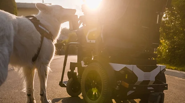 Service dog picking up a wallet of the ground