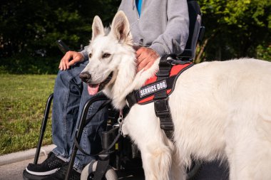 Özürlü ve hizmet köpeği olan bir adam.