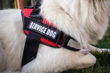 Özürlü ve hizmet köpeği olan bir adam.