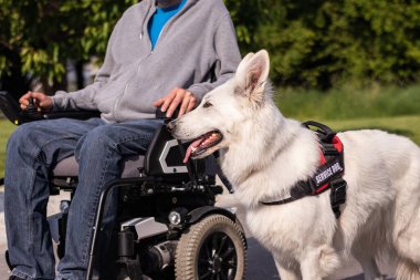 Engelli bir adam tasma takıyor. Bir hizmet köpeği.
