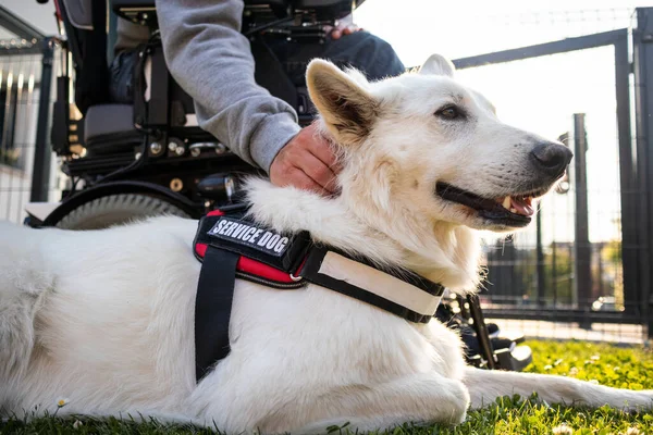 Özürlü ve hizmet köpeği olan bir adam.
