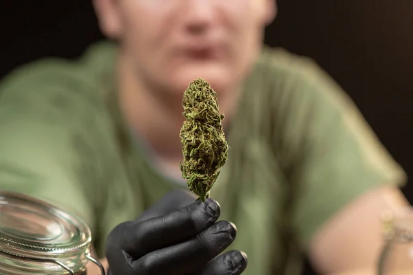 Main gantée tenant un bourgeon sec de marijuana — Photo