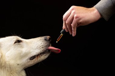 Köpek bir CBD yağ damlatıcısını yalıyor.