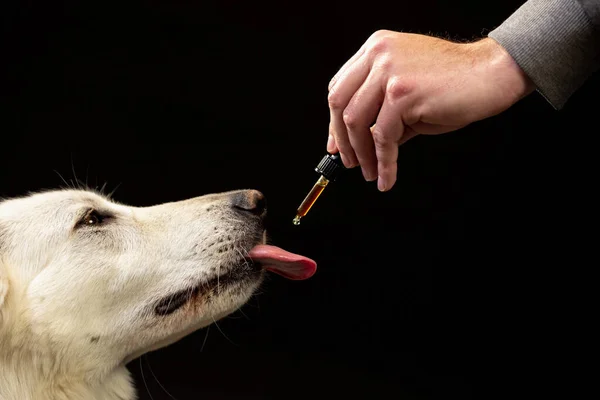 Dog licking a CBD oil dropper — Zdjęcie stockowe