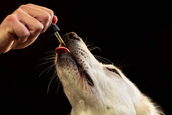 Köpek, CBD yağıyla dolu bir damlayı yalıyor.